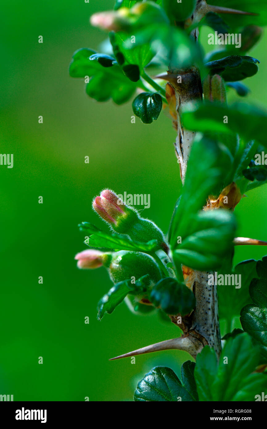 Stachelbeere, fruchtend, Sorte Riese von Koethen, Ribes uva-crispa, Riese von Köthen Foto Stock