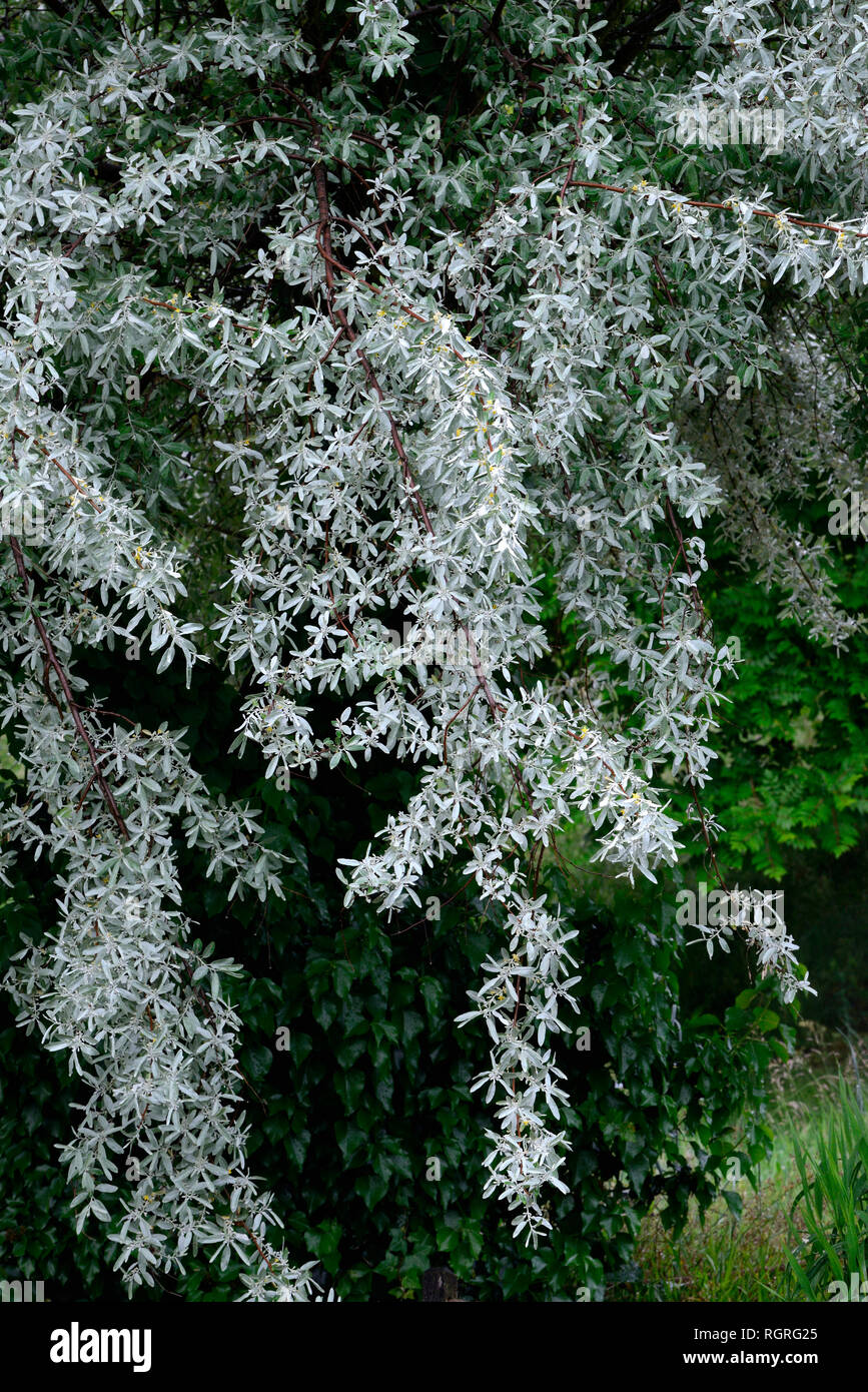 Silberweide, Salix alba Foto Stock