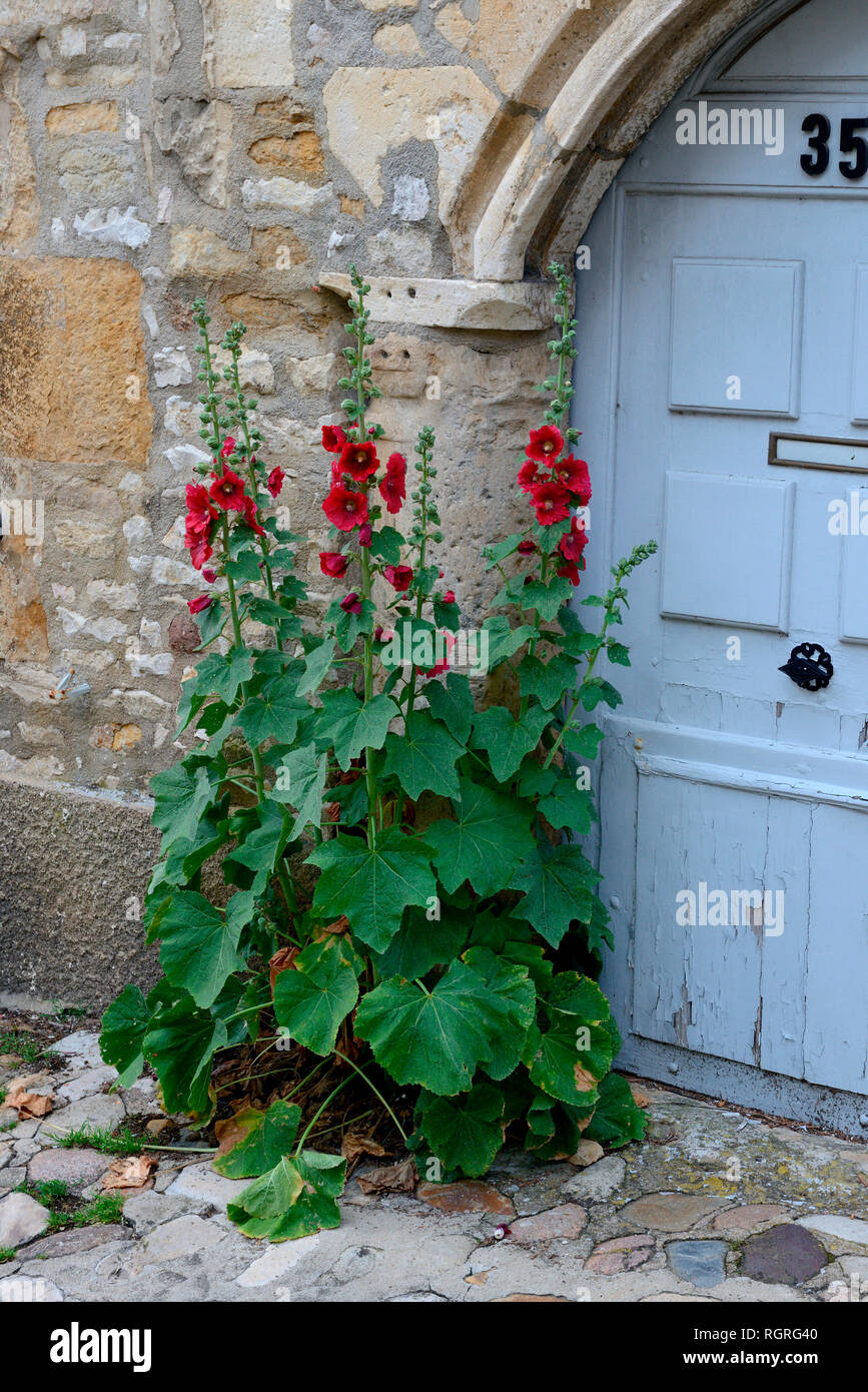 Rote Stockrose un Tuer, Vezelay, Burgund, Frankreich, Alcea spec. Foto Stock