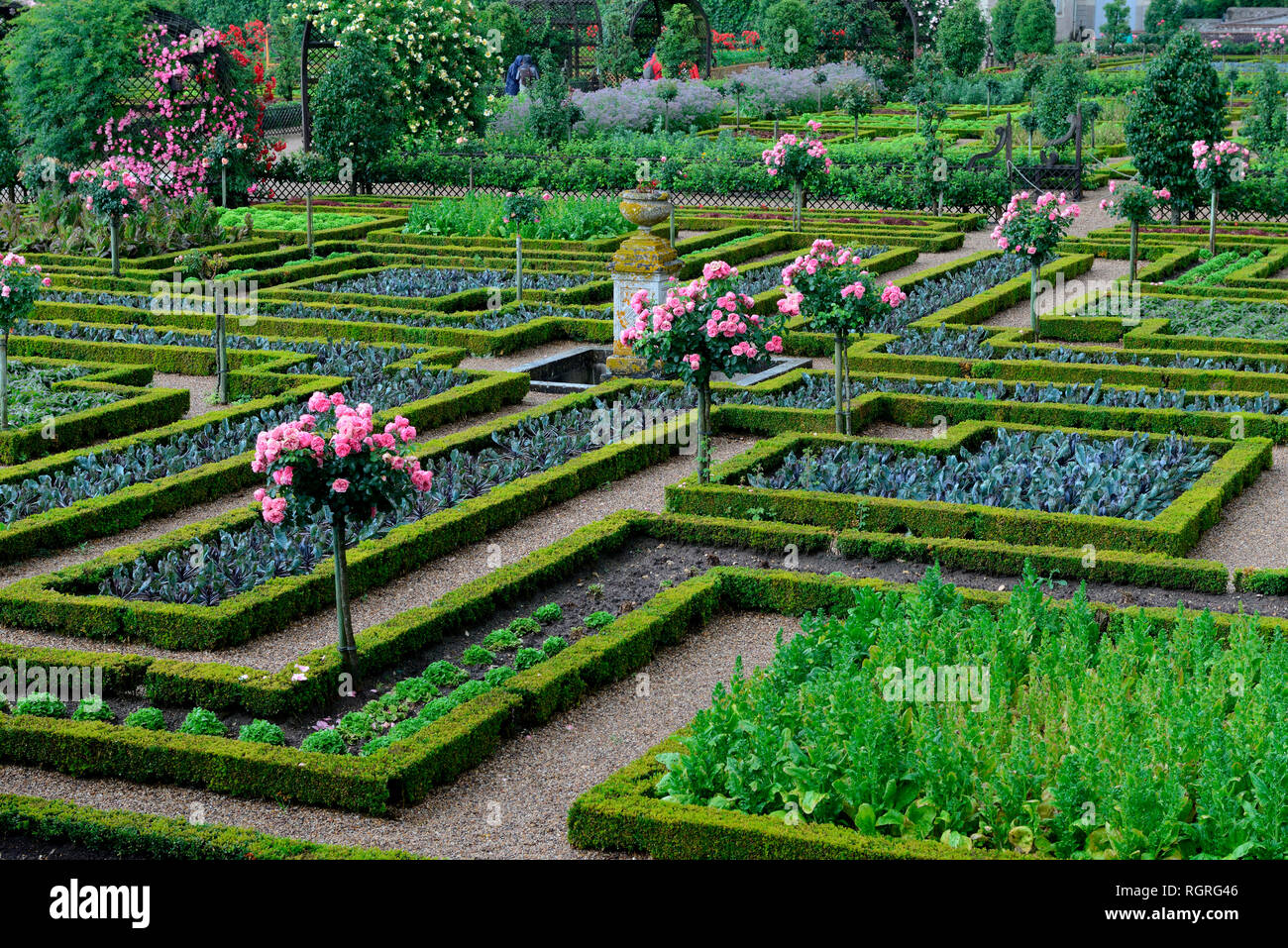 Gemuesegarten von Schloss Villandry, Indre-et-Loire, Loiretal, Loire-Tal, Centro Frankreich, Chateau de Villandry Foto Stock