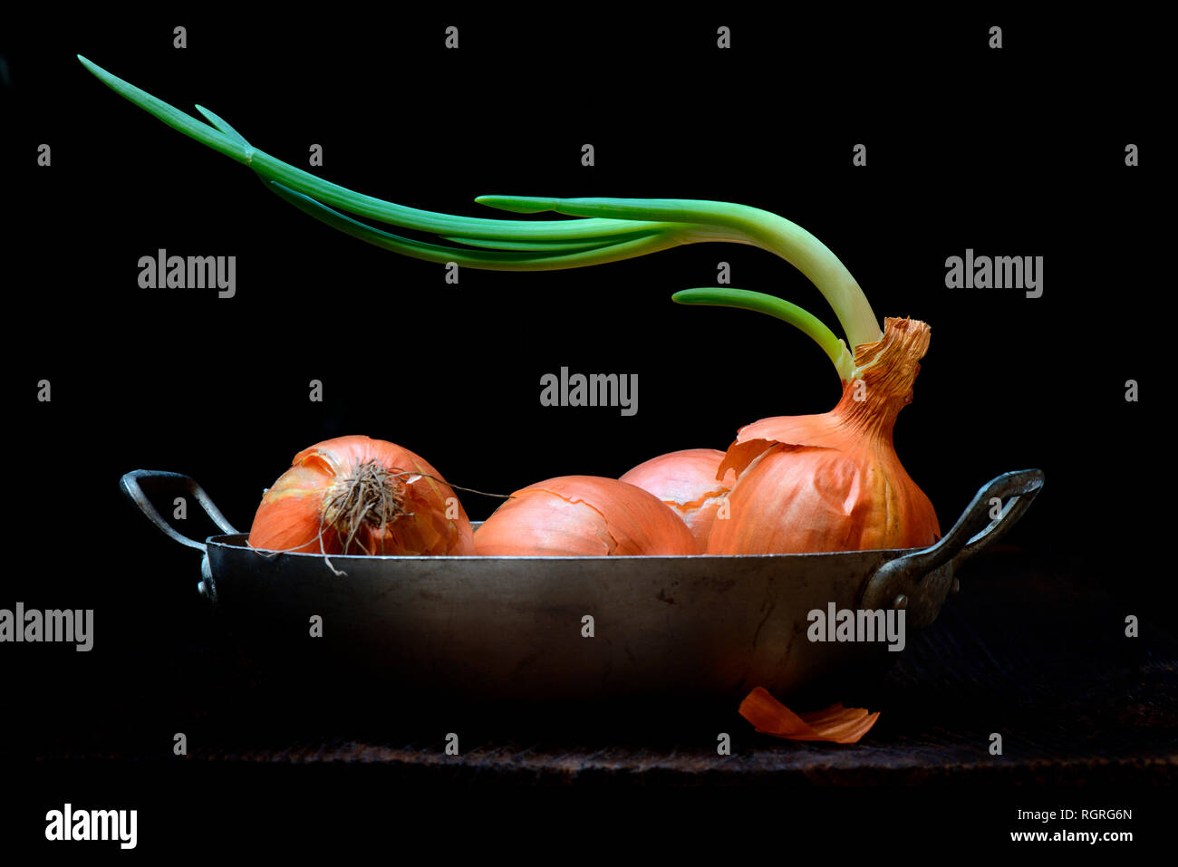 Cipolla con germogliando Allium cepa Foto Stock