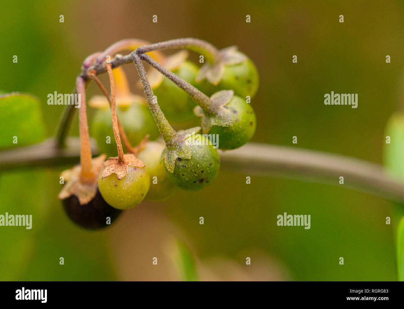 Erba Morella, Europa, Solanum nigrum Foto Stock