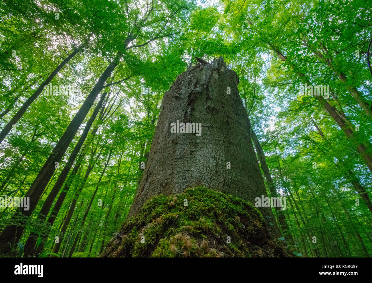 Unione di faggi, foresta di faggio, Habichtswald, Tecklenburg, Renania settentrionale-Vestfalia, Germania, Europa, FFH, Fagus sylvatica Foto Stock