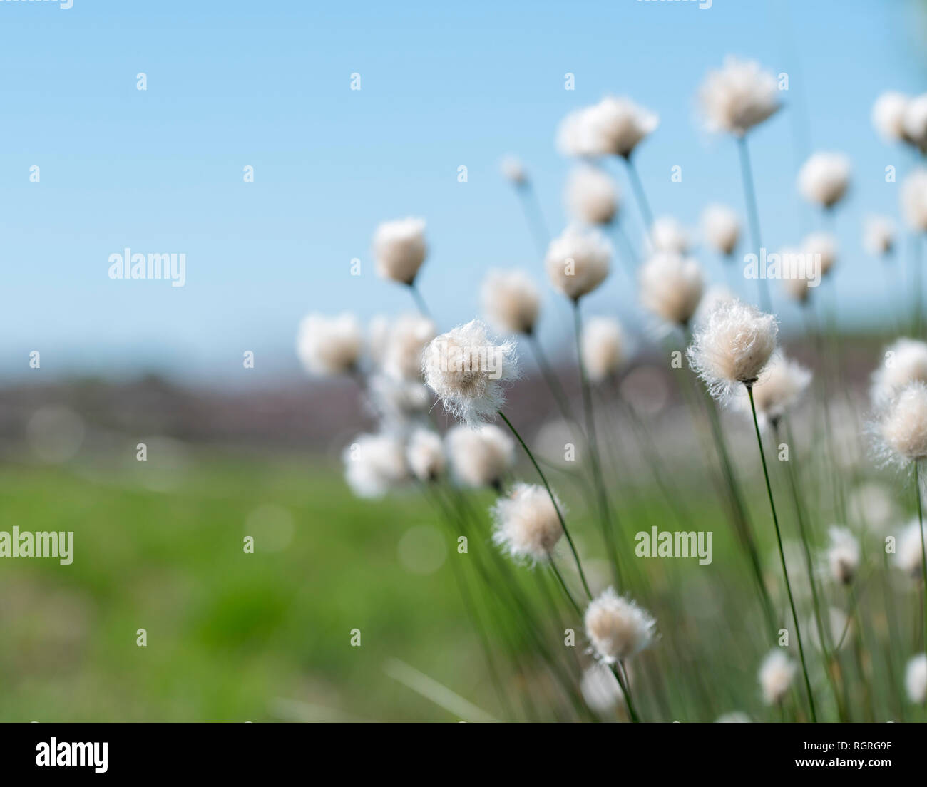Hare's-tail cottongrass, Diepholzer moor, Diepholz, Bassa Sassonia, Germania, Europa, Eriophorum vaginatum Foto Stock