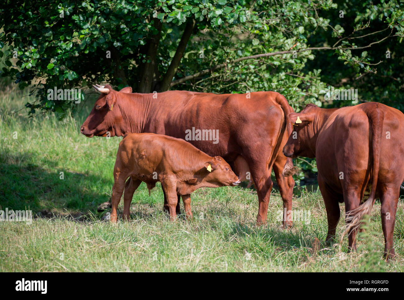 Bovini domestici, per vacca nutrice della zootecnia Foto Stock