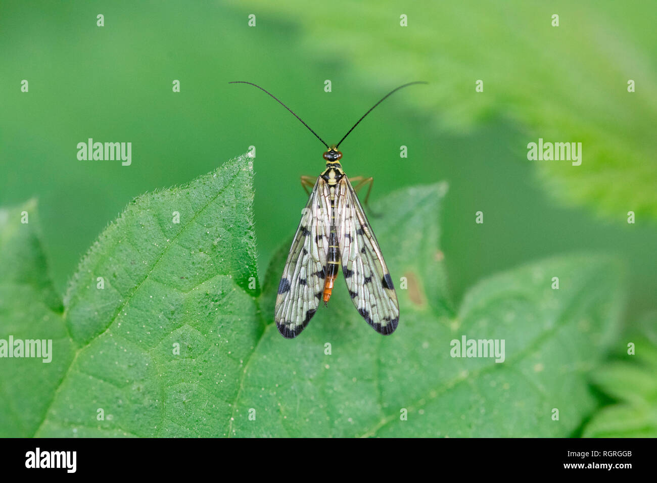Scorpionfly comune, Renania settentrionale-Vestfalia, Germania, Europa, Panorpa communis Foto Stock