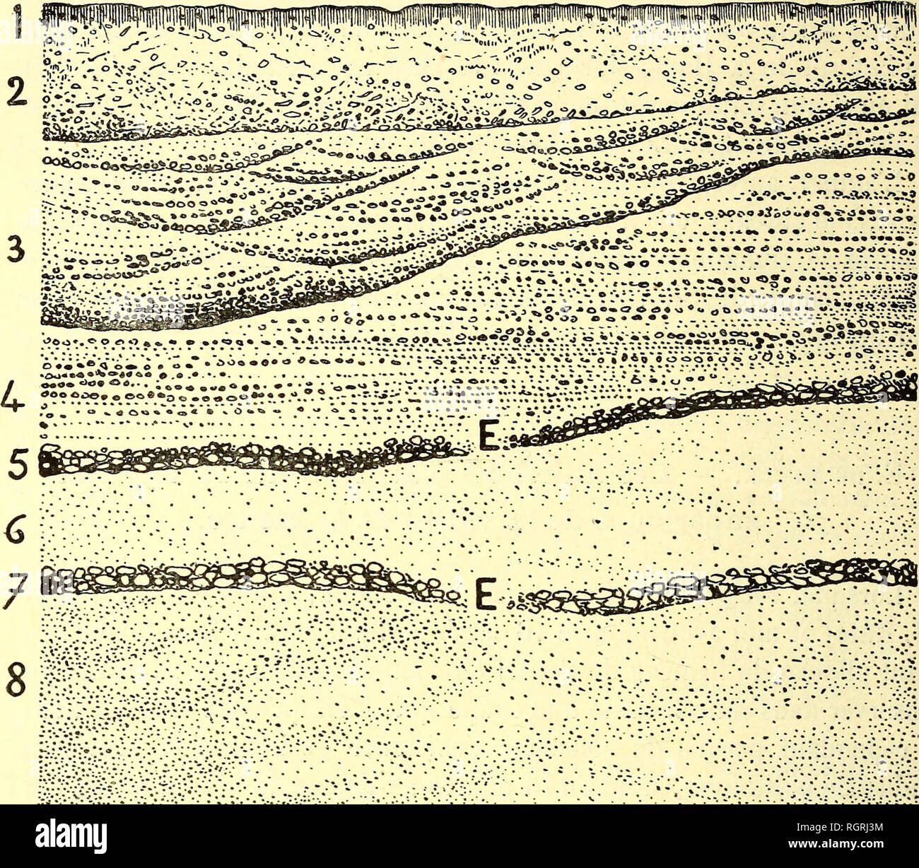 . Bulletin de la SociÃ©tÃ© belge de gÃ©ologie, de palÃ©ontologie et d'hydrologie. Geologia e Paleontologia. 128 PROCÃS-VERBAUX. faccia de la derniÃ¨re maison de ce hameau et à gauche du Chemin de terre qui mÃ¨ne au fort de Hollogne-aux-Pierres. J'y ai relevÃ© :. Coupe de la carriÃ¨re situÃ©e au Nord-Est du Hameau de Croteux (MONS LEZ-fl.ÃMALLE). Les niveaux Ã Ãolithes sont indiquÃ©s par la lettre E. 1. Humus dont l'Ã©paisseur of entre 0m10 et. . . 0,n20 2. Limon argileux des pentes avec quartz roulÃ©s et frammenti de silex peu volumineux, dissÃ©minÃ©s irrÃ©guliÃ¨rement dans la masse. J'ai recuei Foto Stock