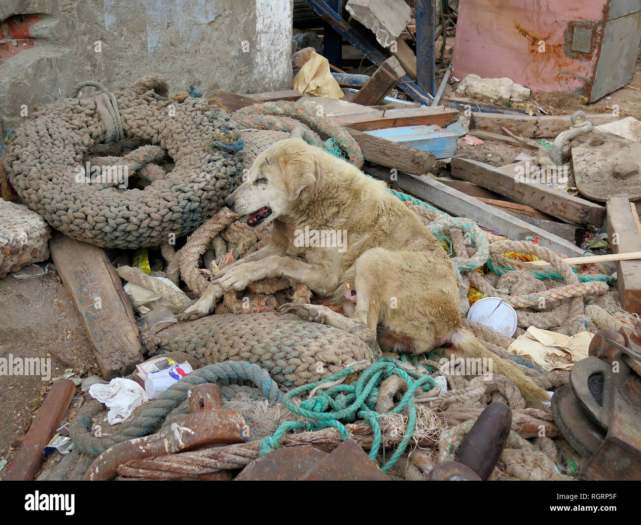 Strassenhund, Hurghada, Aegypten ha Foto Stock