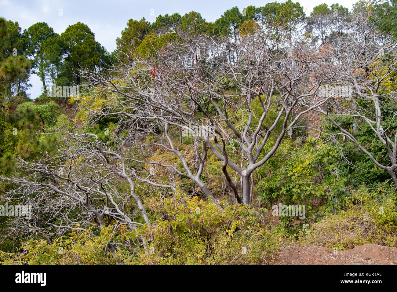 Albero senza foglie con cielo azzurro sfondo nella foresta Foto Stock
