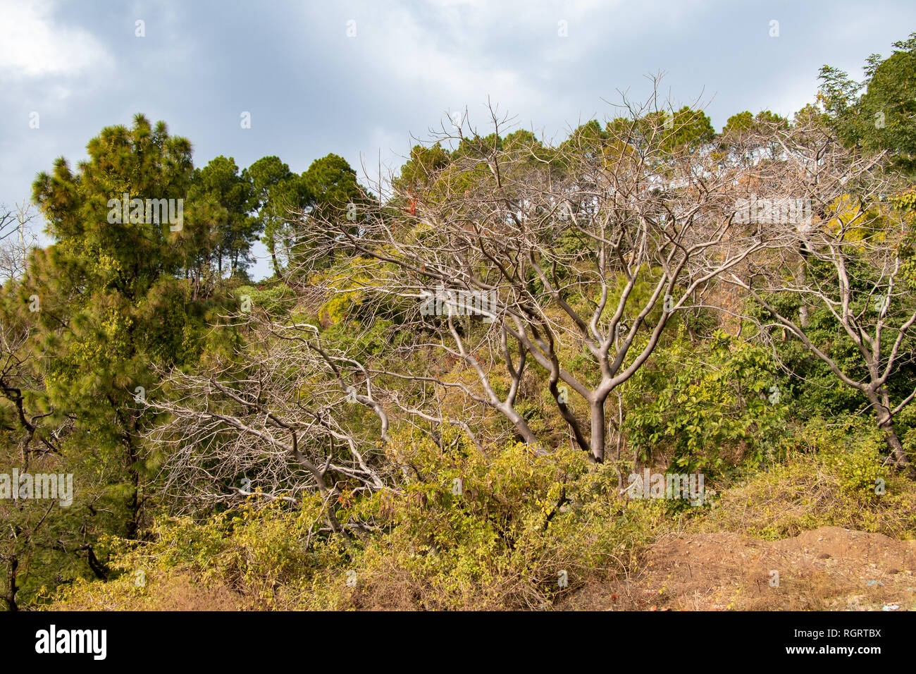 Albero senza foglie con cielo azzurro sfondo nella foresta Foto Stock
