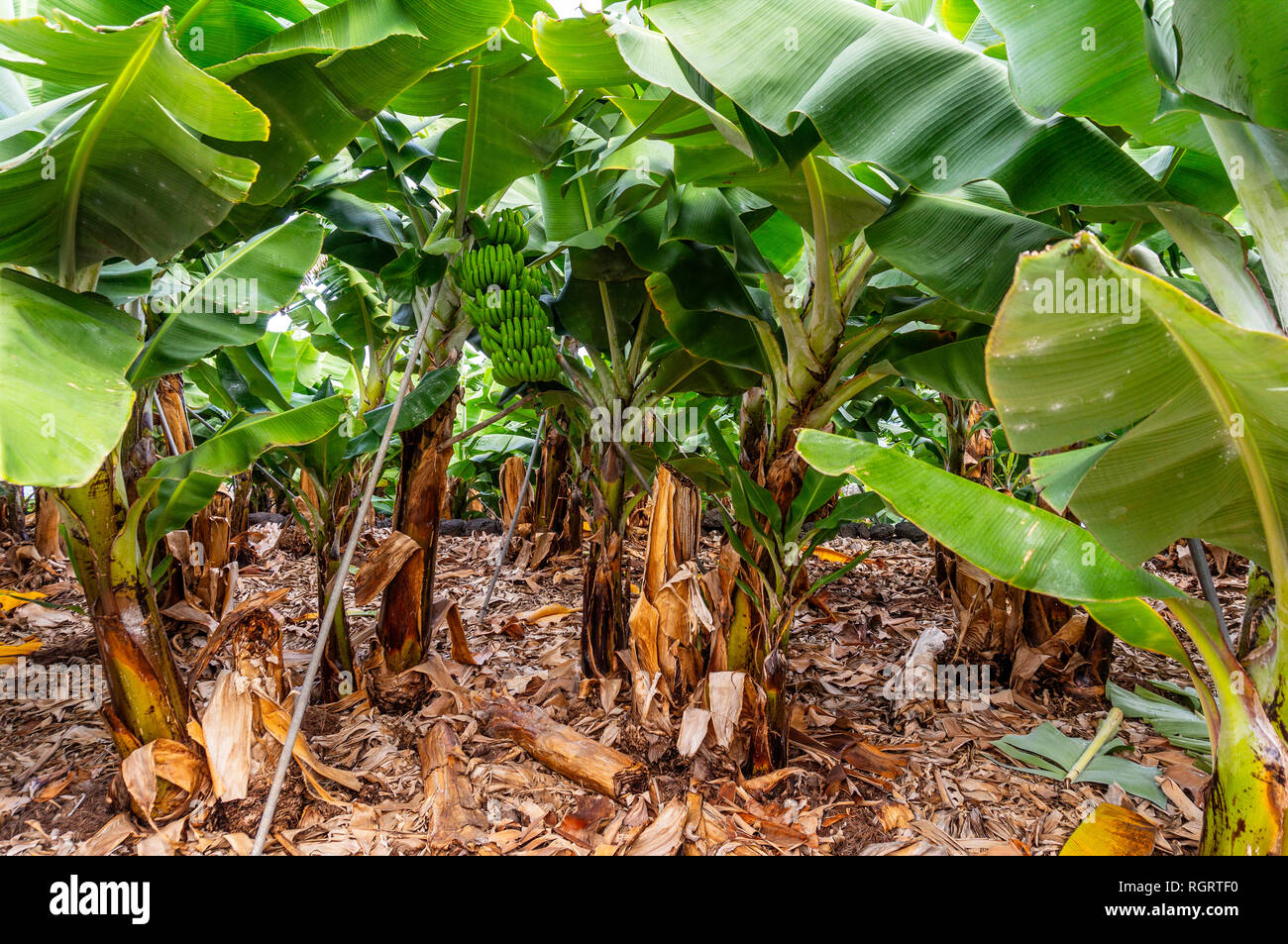 Consente di visualizzare in una piantagione di banane sull'isola delle Canarie di La Palma Foto Stock
