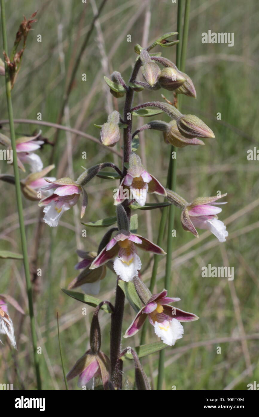 Elleborina palustre (Bergonii palustris) fioritura su un filler calcareo fen in Germania occidentale Foto Stock