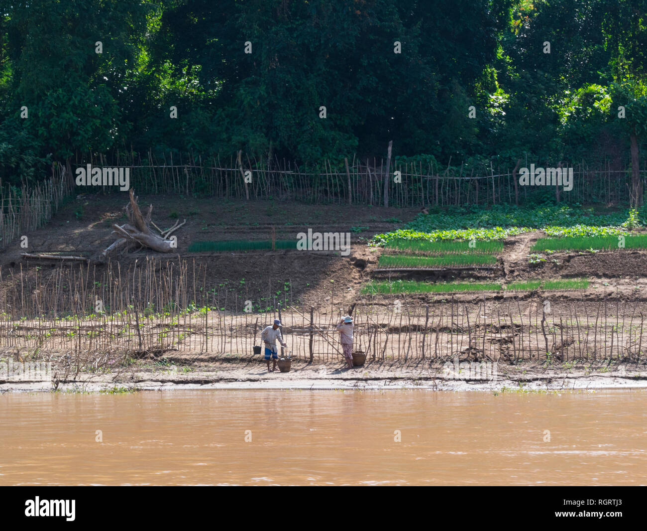Gli agricoltori che lavorano sul bordo della loro terra sul lungofiume del possente fiume Mekong Luang Prabang Laos Asia segni od riverbank erosione Foto Stock