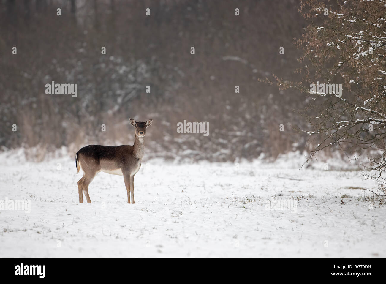 Daini doe sulla neve in inverno con lo spazio per la copia Foto Stock