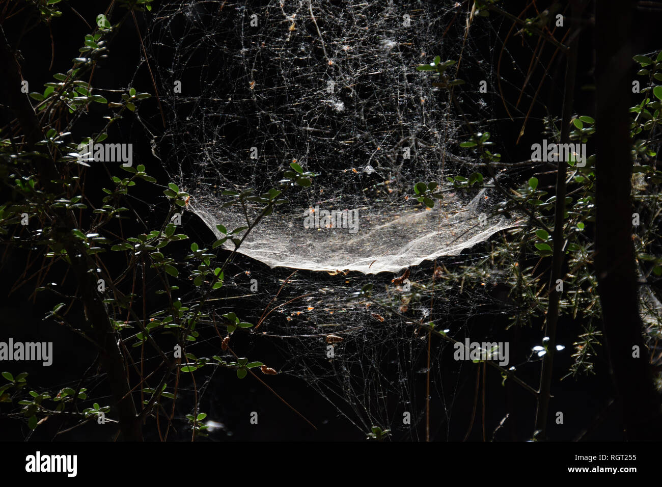Spider Web e sui rami di alberi nella foresta cupa. Foto Stock