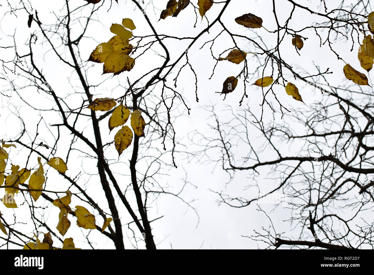 Foglie di giallo su albero a foglie decidue rami. Natura invernale dello sfondo. Foto Stock