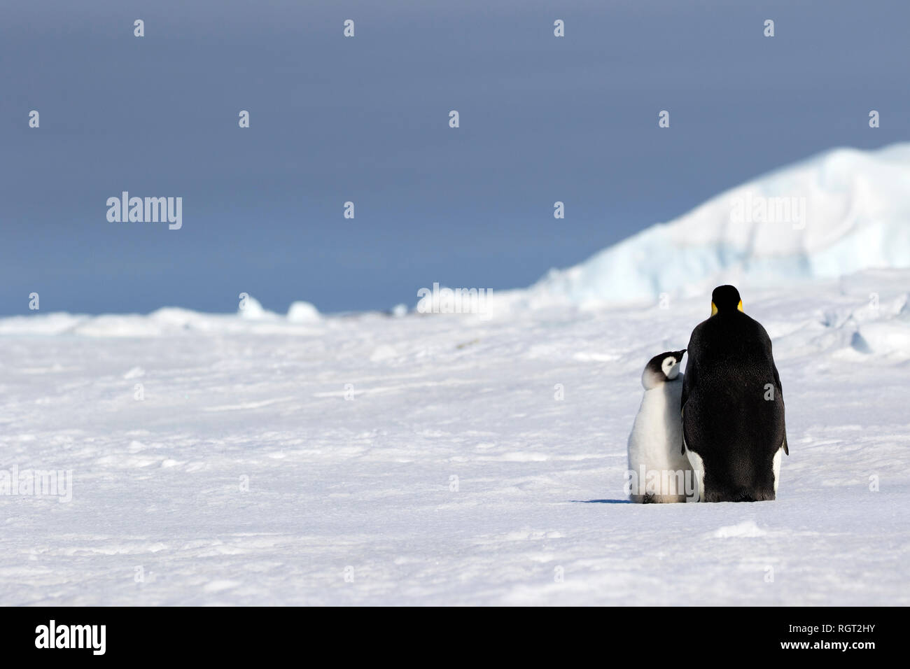 Pinguino imperatore (Aptenodytes forsteri), la più grande specie di pinguino, aumentando la loro pulcini sul mare di ghiaccio a Snow Hill Island, Antartide Foto Stock