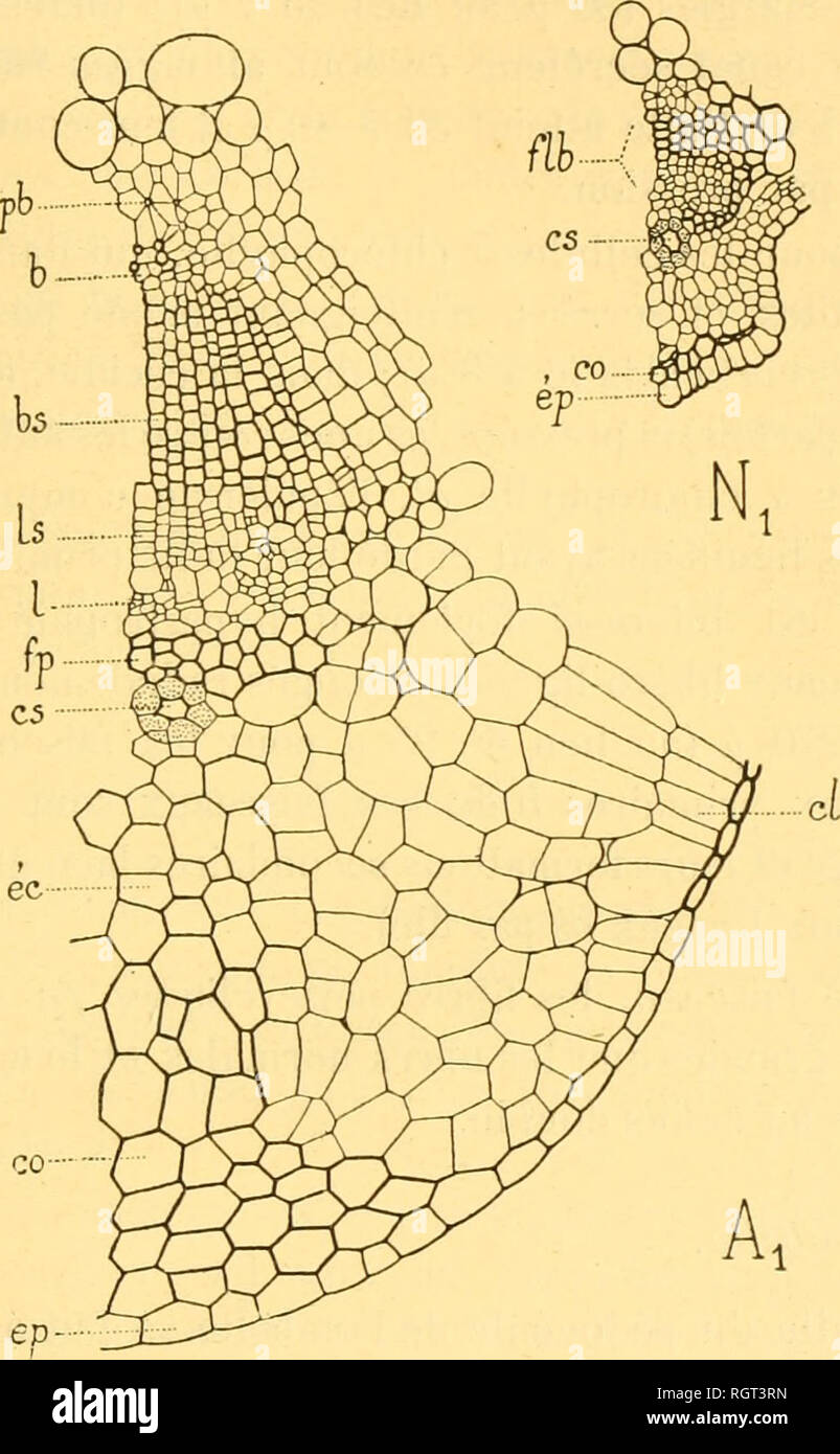 . Bollettino biologique de la France et de la Belgique. Biologia; storia naturale. GALLES DE TIGES. 329 daire numerosi. Comme fazione cÃ©cidogÃ¨nc se fait sentir avec la mÃªme intensitÃ© dans toutes les indicazioni, la symÃ©trie axiale de l'organe est conservÃ©e. Il Rayon central de l'ombelle. Au lieu des deux rameaux centraux que possÃ¨de en gÃ©nÃ©ral une saine ombelle, on n'en trouve le plus souvent sur une ombelle parasitÃ©e qu'onu seul, placÃ© juste dans le pro- longement du pí©- doncule (voir Al, en F, fig. 276). Ce rayon normale est trí¨s raccourci (6 mm. au lieu de 12 mm.), mais il est fortemen Foto Stock