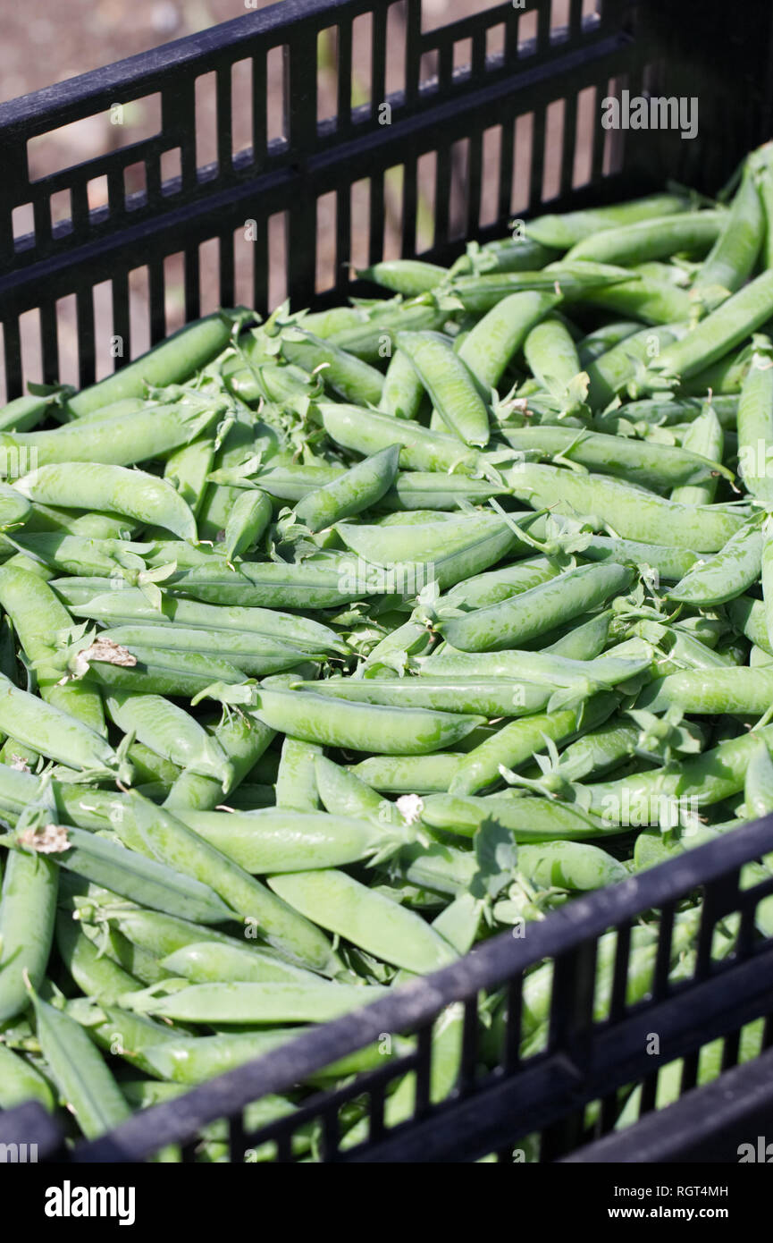 Pisum sativum. Il segnale di PEA 'Kelvedon Wonder'. Foto Stock