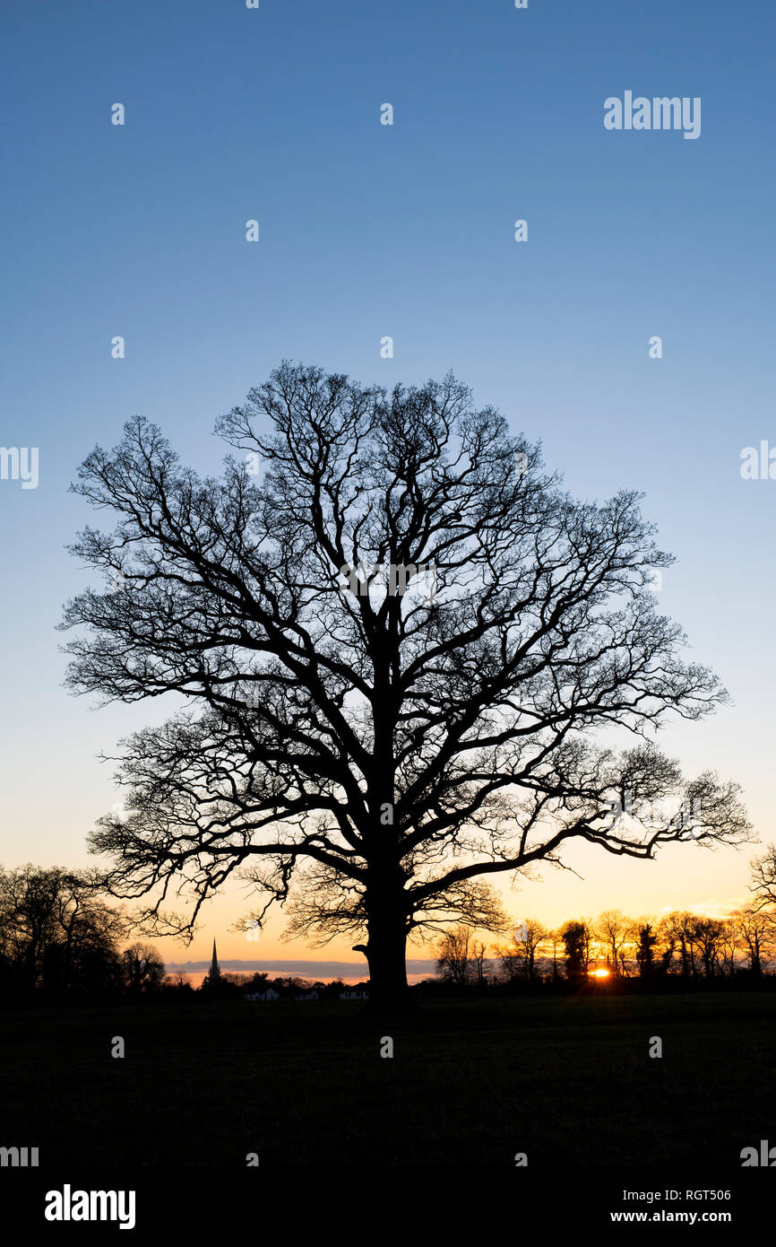 Quercus robur. Tramonto in inverno quercia nella campagna inglese. Kings Sutton, Northamptonshire. Regno Unito Foto Stock