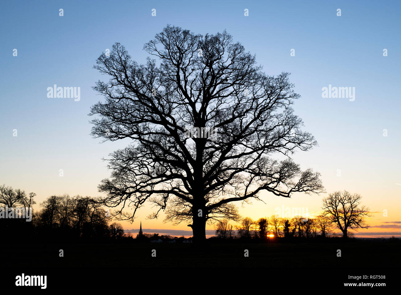 Quercus robur. Tramonto in inverno quercia nella campagna inglese. Kings Sutton, Northamptonshire. Regno Unito Foto Stock