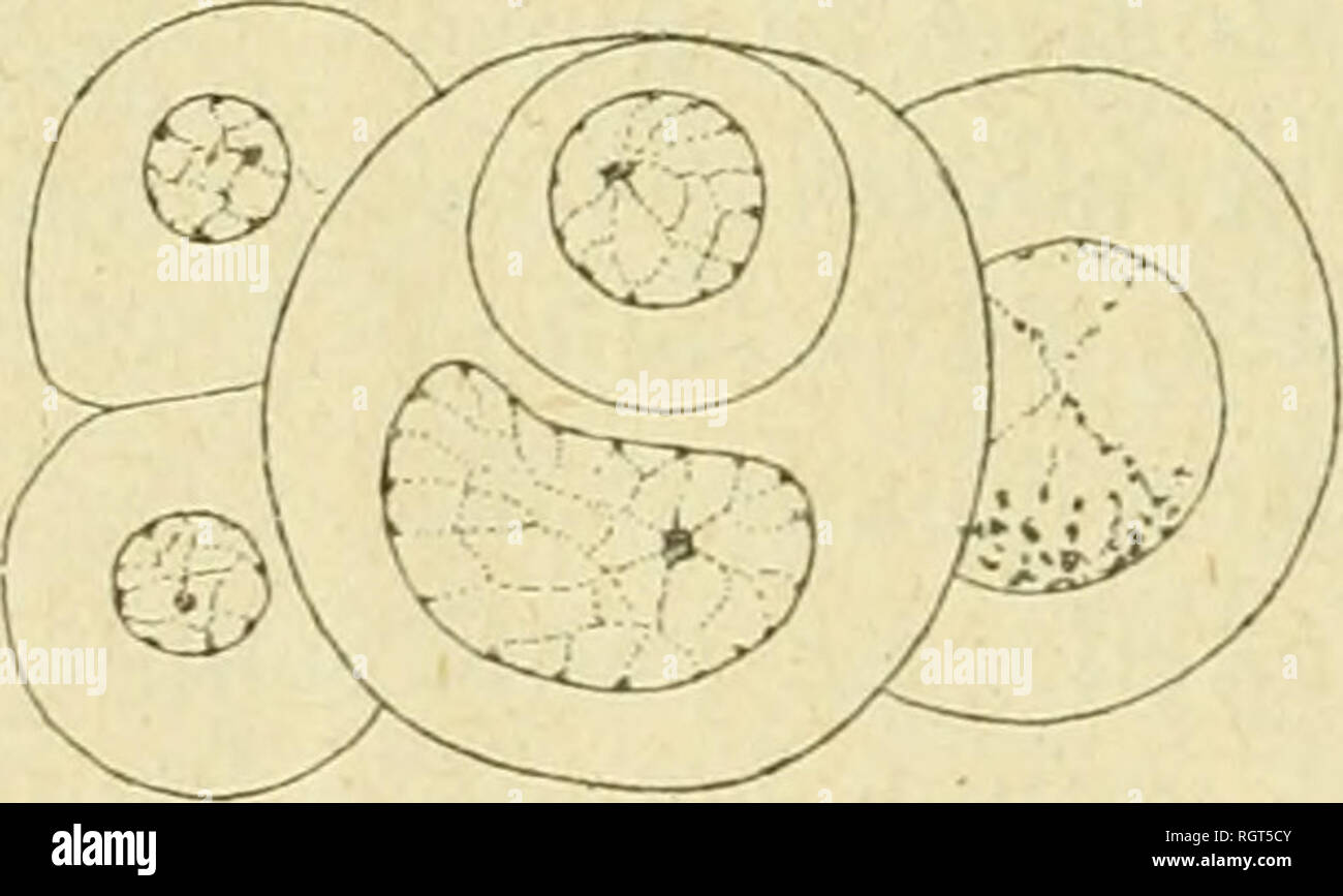. Bollettino biologique de la France et de la Belgique. Biologia; storia naturale. Fig. .31. Â Dicyema typus. inlÃ¯isorigÃ¨ne, stades Ã quatre cellules montrant la division de l'une des deux premiÃ¨res oogonies. Â G. : 2000. L'su arrivare ainsi Ã ONU stade Ã cinq cellules trí¨s da frà©successivamente dans les prÃ©parations (F III". 3*2) : la premiÃ¨re spermatogonie est entrÃ©e dans la cellule axiale ; les deux premiÃ¨res oogonies se sont com- plÃ¨tement Ã©cartÃ©es, et Tune d'elles est dÃ©jÃ divisÃ©e en deux, tandis que l'autre est en prophase cinÃ©tique. L'ax longitudinale. Fig. 32. Â Dicijema typas, ini"usorigÃ" Foto Stock