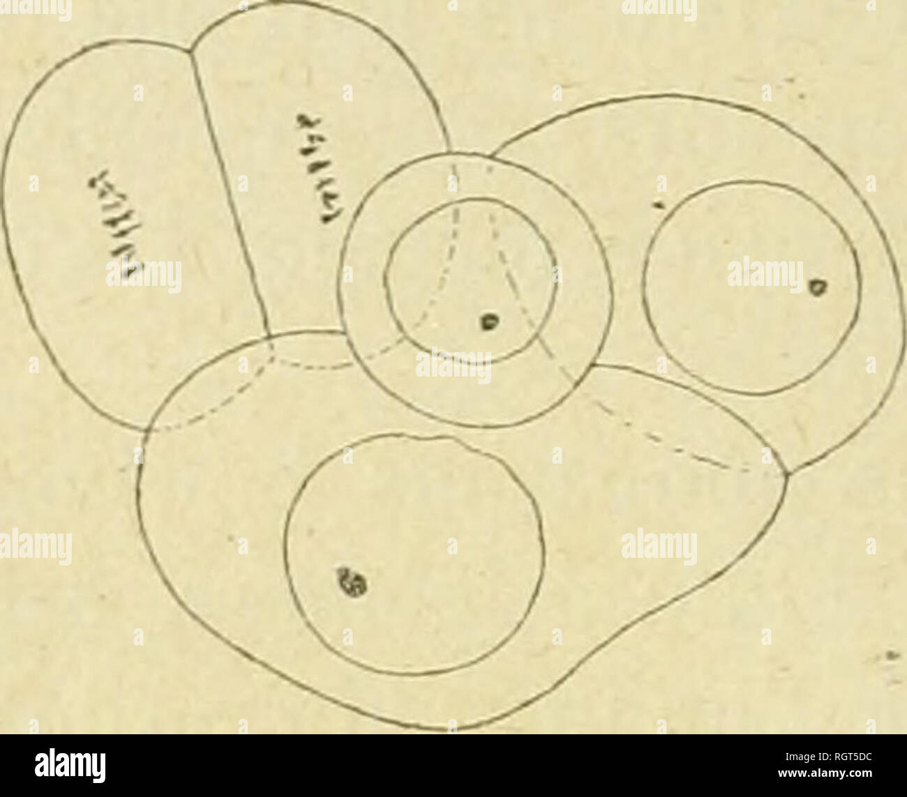 . Bollettino biologique de la France et de la Belgique. Biologia; storia naturale. Fig. .31. Â Dicyema typus. inlÃ¯isorigÃ¨ne, stades Ã quatre cellules montrant la division de l'une des deux premiÃ¨res oogonies. Â G. : 2000. L'su arrivare ainsi Ã ONU stade Ã cinq cellules trí¨s da frà©successivamente dans les prÃ©parations (F III". 3*2) : la premiÃ¨re spermatogonie est entrÃ©e dans la cellule axiale ; les deux premiÃ¨res oogonies se sont com- plÃ¨tement Ã©cartÃ©es, et Tune d'elles est dÃ©jÃ divisÃ©e en deux, tandis que l'autre est en prophase cinÃ©tique. L'ax longitudinale. Si prega di notare che queste immagini sono extra Foto Stock