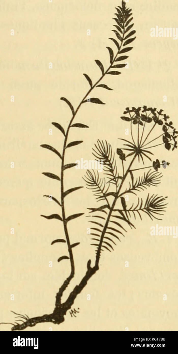 . Bollettino biologique de la France et de la Belgique. Biologia; storia naturale. -431 - dÃ©jÃ remarquÃ© que les plantes parasitÃ©es peuvent n'Ãªtre affectÃ©es que localement, Dans quelques unes-de leurs parti; c'est ainsi que M. RozE un prÃ©sentÃ© rÃ©cemment Ã la SociÃ©tÃ© Botanique de France une tige de Lychnis vespertina dont l'ONU des deux rameaux nÃ©s d'onu nÅud mÃªme , Ã©tait sain, tandis que l'autre Ã©tait en- vahi par le parassita (1). A ce propos, M. RozE se pongono avec raison, ces deux domande : Ou bien VUstilago pí©nÃ¨tre dans le Lychnis au momento de la germinazione comme le font supponiamo Foto Stock