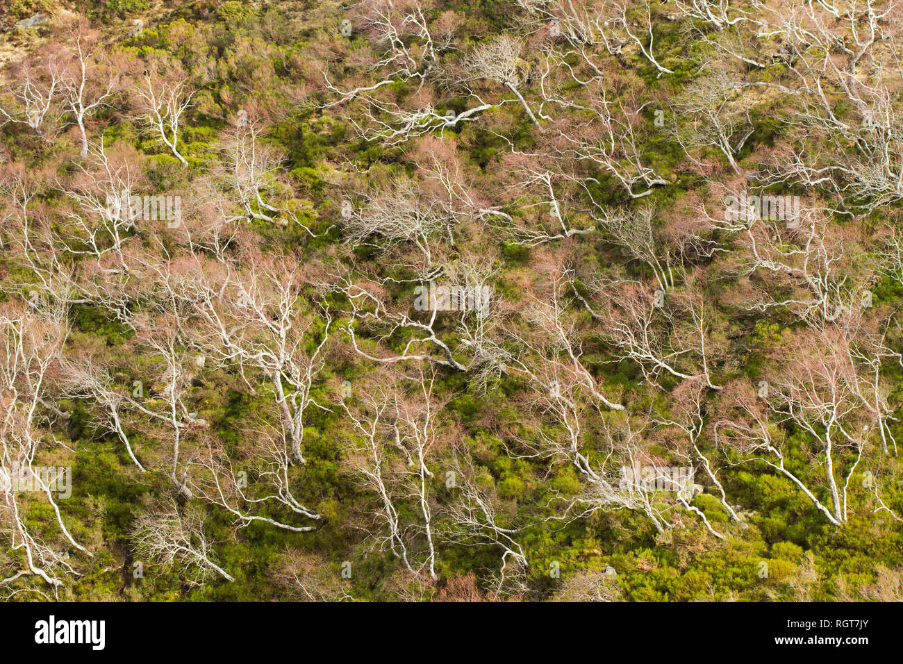 Un bosco di betulle, in wintern in Saja-Besaya parco naturale (Spagna) Foto Stock