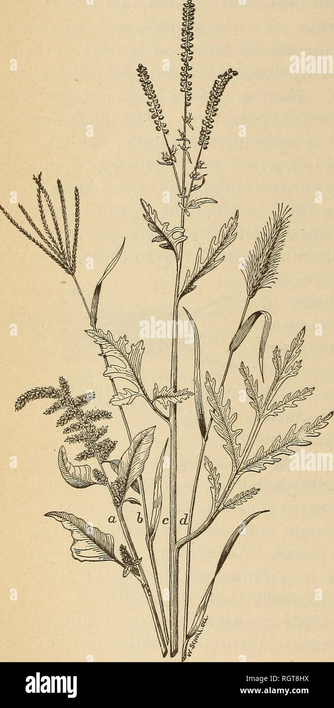 . Bollettino - indagine biologica. Zoologia, economico. 24 LA RELAZIONE DI passeri per l'agricoltura. iiiii'' ho pi righe preda sulla cankerworms e altri membri della familj^ geome- tridse. Essi hanno anche un deciso gusto per cutworms, esercito worm e i loro alleati, in distruzione di cui la canzone, campo, chipping, erba- tramoggia e lark passeri, e il dickcissel sono particolarmente efficaci. Ma adulto passeri non può egli dipendeva da per controllare invasioni di alcuni insetti, specialmente bruchi pelosi, perché non li mangiano. Con alberi di Orchard e altri addobba con i nastri della caduta di web Foto Stock