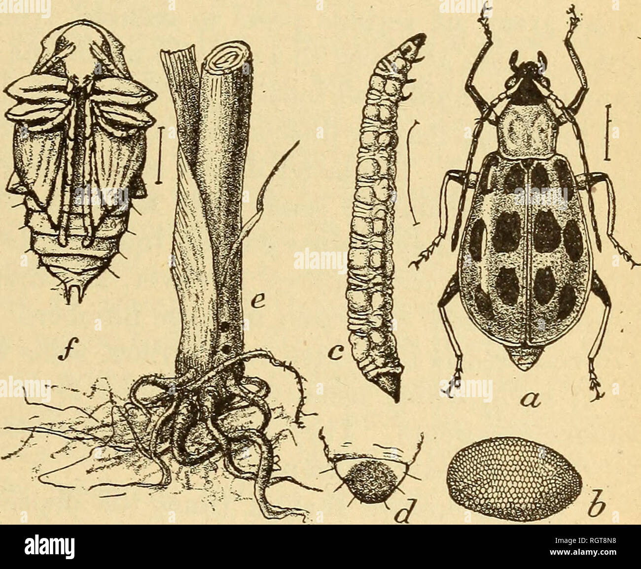 . Bollettino - indagine biologica. Zoologia, economico. Foglia-coleotteri mangiato dal KOSEBKEAST. 49 Sebbene il potato beetle è la peggiore di pest nel Chrysomelidse, questa famiglia contiene altri gravi nemici delle colture. Il feed rosebreast su alcune di esse, impedendo così ulteriormente affidando se stesso per la nostra stima. Entrambi i piccoli con striping e il cetriolo maculato coleotteri (fig. 26), che sono abbondanti e pregiudizievoli in gran parte degli Stati Uniti, sono consumati. L importanza del bird's incursioni su uno di questi poco nero e giallo specie che in stadio larvale è distruttivo radice di mais-worm, ho Foto Stock