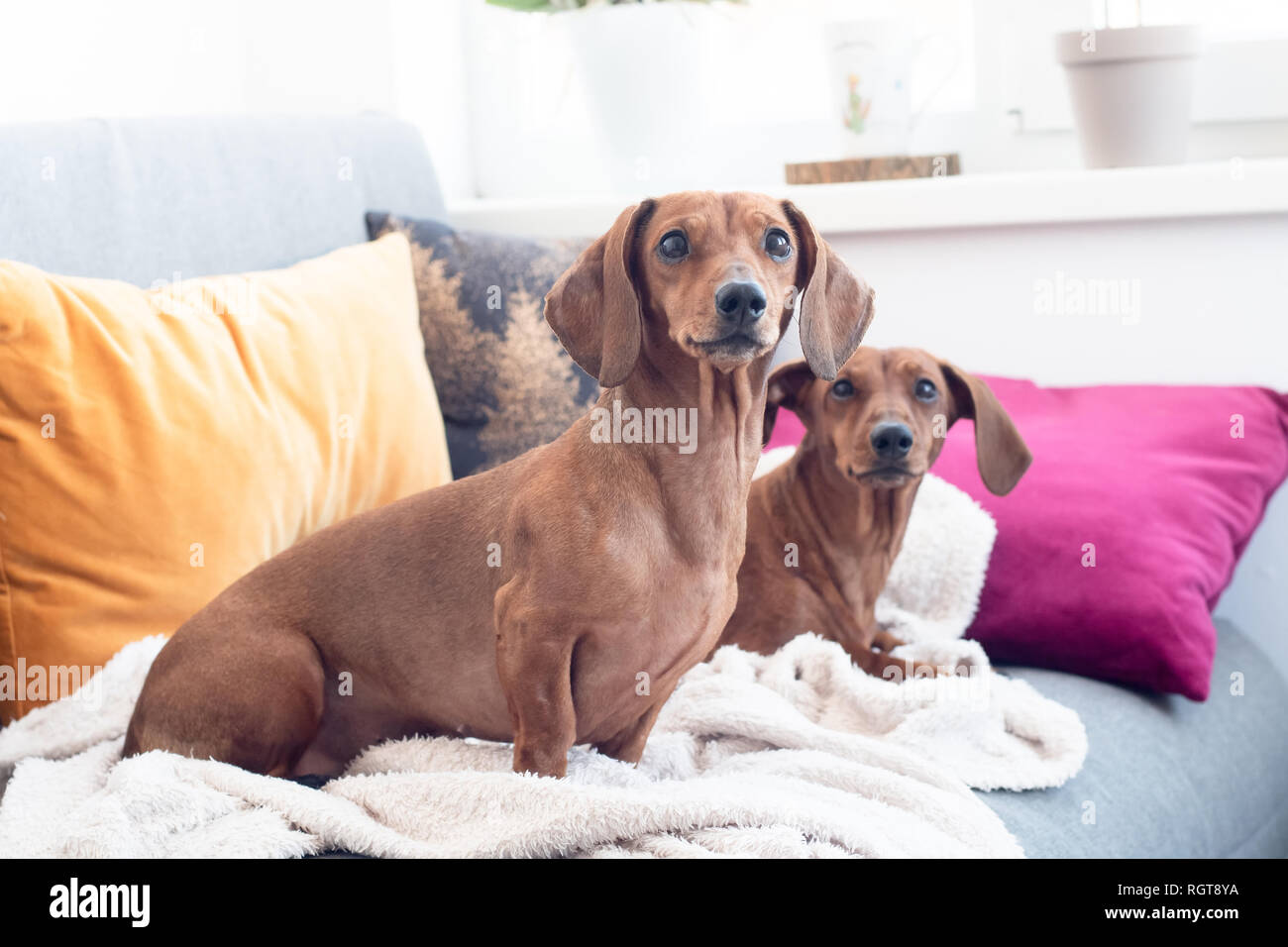 Due cani bassotto indoor sul divano cusions e plaid Foto Stock