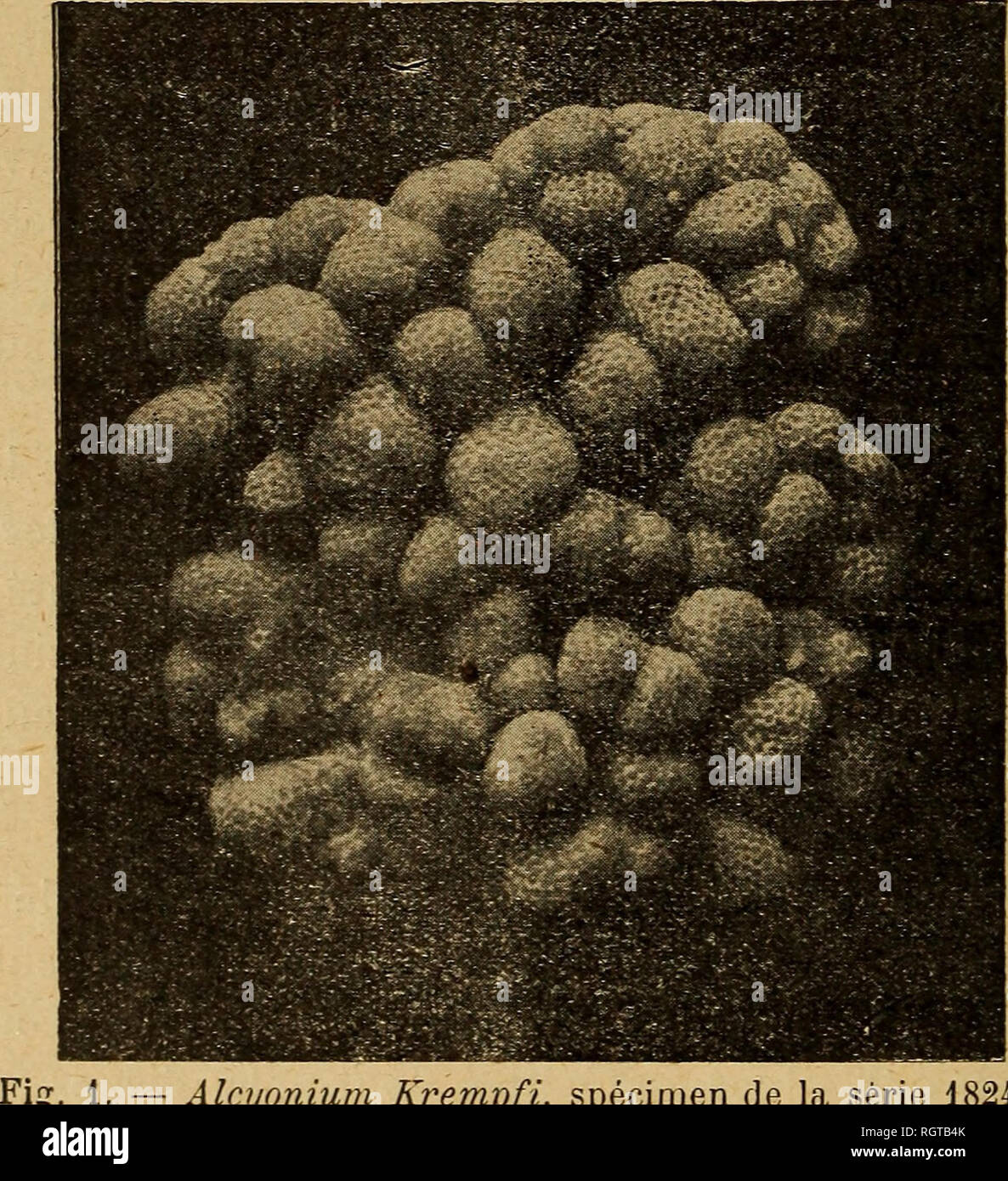 . Bulletin de la SociÃ©tÃ© zoologique de France. Zoologia. 412 SÃANCE DU 23 DÃCEMBRE 1919 cimens soumis Ã mon examen, pour constater si ses peuvent conclusioni Ãªtre, oui ou non, confirmÃ©es par les mÃ©thodes ordinai- res de l'Ã©tudine systÃ©matique au laboratoire. Les diffÃ©rences Ã©tablies par M. Krempf entre les deux sÃ©ries de spÃ©cimens peuvent Ãªtre rÃ©sumÃ©es ainsi : 1824 1825 1Â° HÃ'te de CÅloplana gono- ctena, 2Â° Dur et rugueux au tou- cher. 3Â° Couleur, Ã l'Ã©tat de costitui- trazione, blanc lÃ©gÃ¨rement gris perle. 4Â° Couleur, Ã F Ã©tat d'Ã©pa- nouissement, brun veloutÃ©. 1Â° Ne prÃ©sente Foto Stock