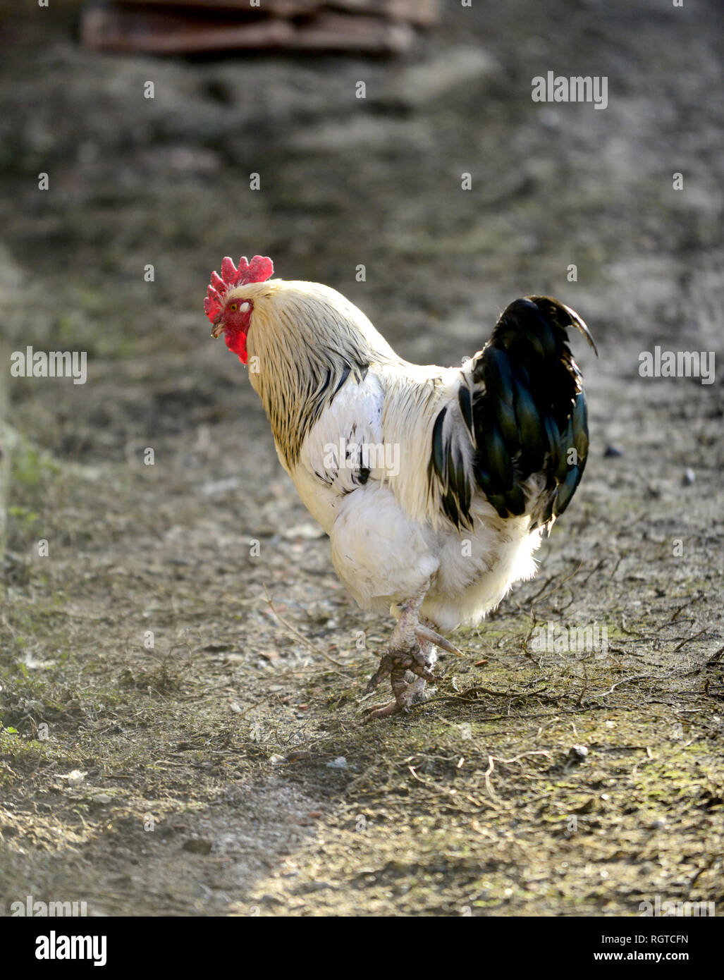 Gallo colorato in una casa in paese cantiere, immagine Foto Stock
