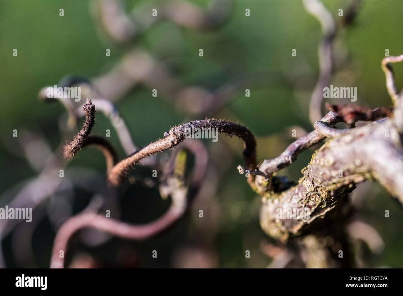 Close-up di cavatappi Willow Tree, REGNO UNITO Foto Stock