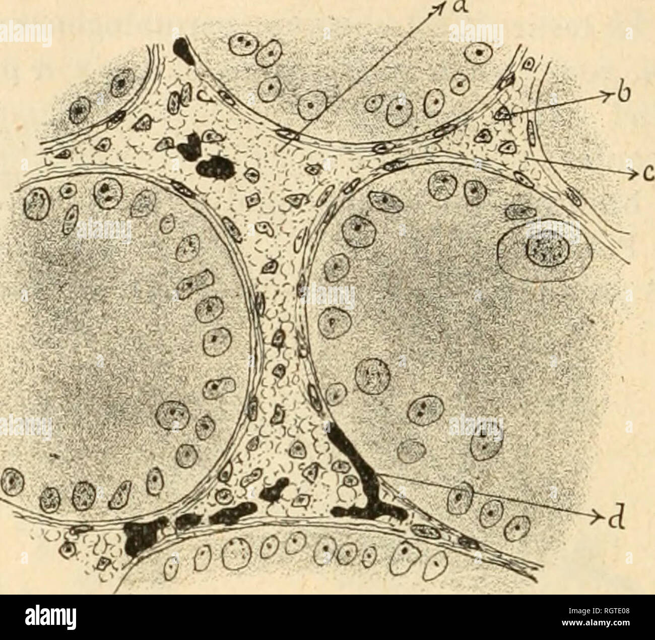 . Bollettino biologique de la France et de la Belgique. Biologia; storia naturale. 116 A. PKZARD dique. Chaque changement de pí©riode costituiscono une expÃ©rience naturelle oÃ¹ l'on peut analyzer les rapports entre le tissu inter- titiel et l'apparizione ou la soppressione de l'activitÃ© sexuelle. 11 VA. Fig. 61. Â Tesliciilc du Faisan dorÃ© jeune au mois de janvier siiivanl. Canaux sÃ©minifÃ¨i'es Ã stniclure embryonnaire. Tissu inlerslitiel (a) numerosi, formÃ© de cellules Ã fvloplasme vacuolisÃ© (r) (dissoluzione des graisses) et de noyau (h) Ã conlour irrÃ©gulier. Pigmento assez numerosi (Â"/). sans Foto Stock