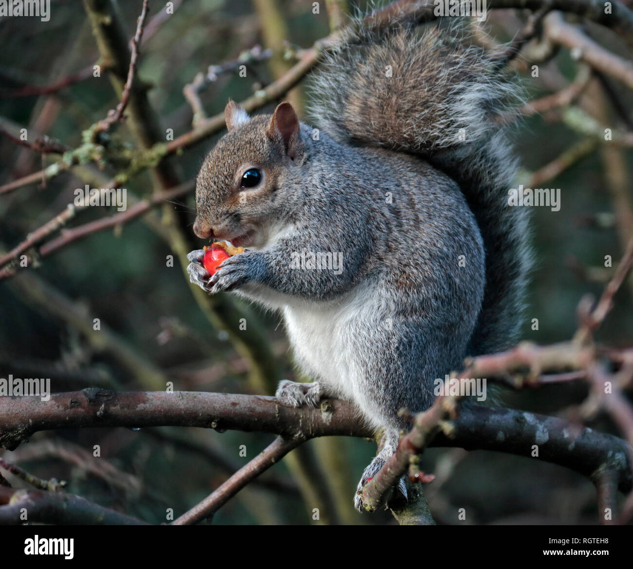 North American scoiattolo grigio (Sciurus carolinensis) mangiare Berry in Crab Apple Tree, REGNO UNITO Foto Stock
