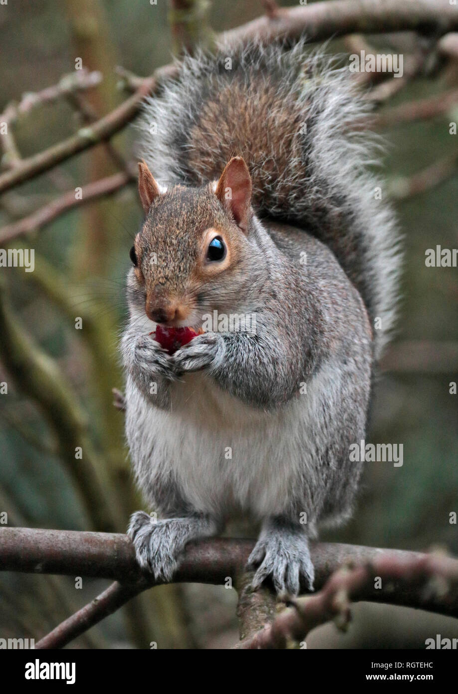 North American scoiattolo grigio (Sciurus carolinensis) mangiare Berry in Crab Apple Tree, REGNO UNITO Foto Stock