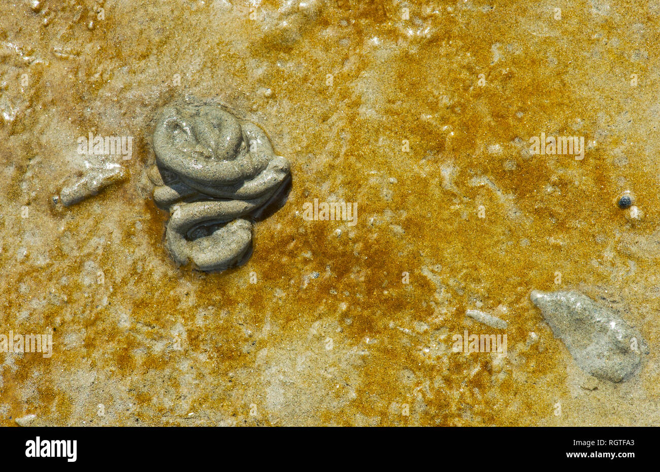 (Lugworm Arenicola marina) mucchi sulla superficie del mare di Wadden sabbia colorata da oro-marrone di microalghe, il Wadden Sea, Schleswig-Holstein, Germania Foto Stock