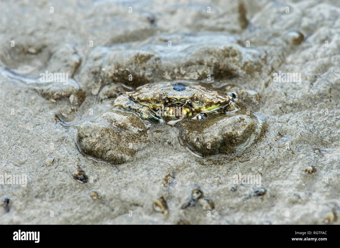Riva comune granchio (Carcinus maenas) sepolto nella sabbia lasciando solo i suoi occhi sporgenti, il Wadden Sea, Schleswig-Holstein, Germania Foto Stock