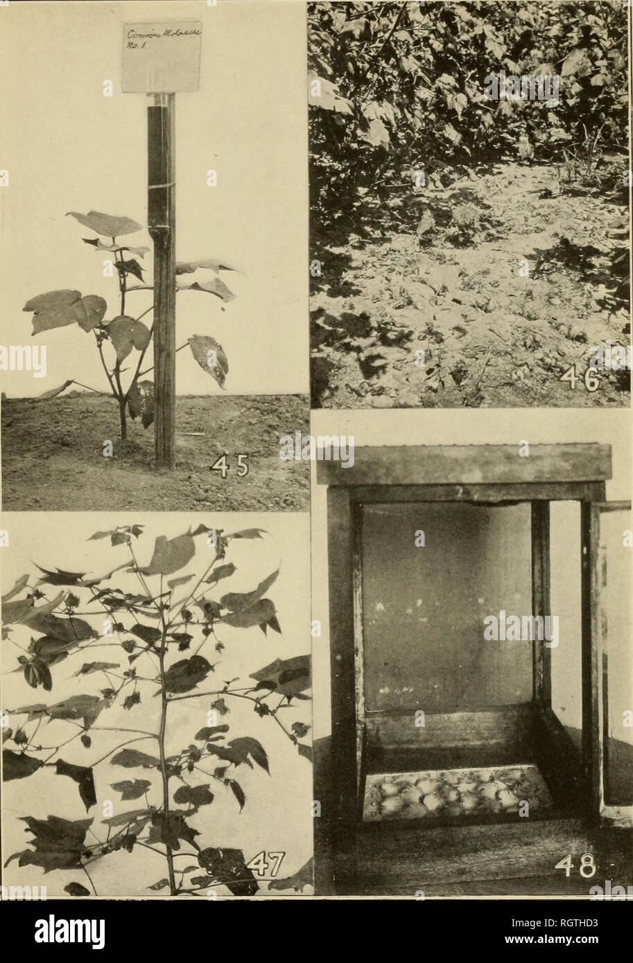 . Bollettino. Insetti; pesti di insetto; Entomologia; insetti; pesti di insetto; Entomologia. Bui. 45, Div. di entomologia, U, S. Dipartimento di piastra Agricultun XII.. I dispositivi di prova. Caduto e appeso infestati piazze. Fig. 4.^, dispositivo usato per provare attrazione di melassi nel campo in primavera: tig. 46, piazze caduti a terra in campo; fig. 47, piazze infestate essiccato e ancora appeso sulla pianta; fig. 48, il dispositivo usato per la prova relativa attrattiva di curculioni di American e piazze egiziano. (Originale). Si prega di notare che queste immagini vengono estratte dalla pagina sottoposta a scansione di immagini che possono essere state digital Foto Stock