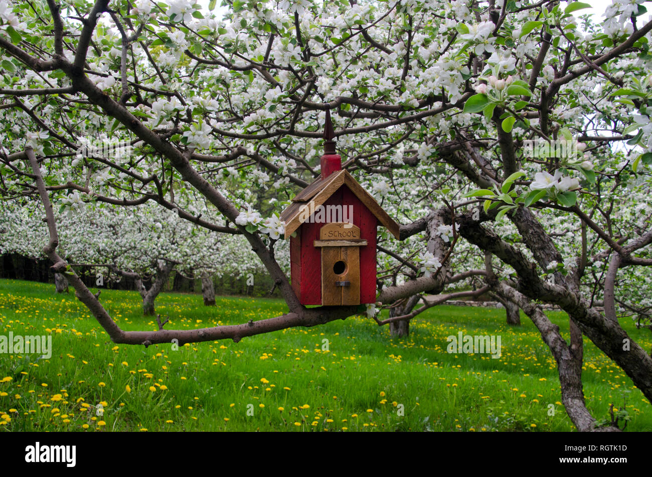 Un rustico casa scuola rossa fatta a mano birdbox in una primavera fiorente mela frutteto, Maine, USA Foto Stock