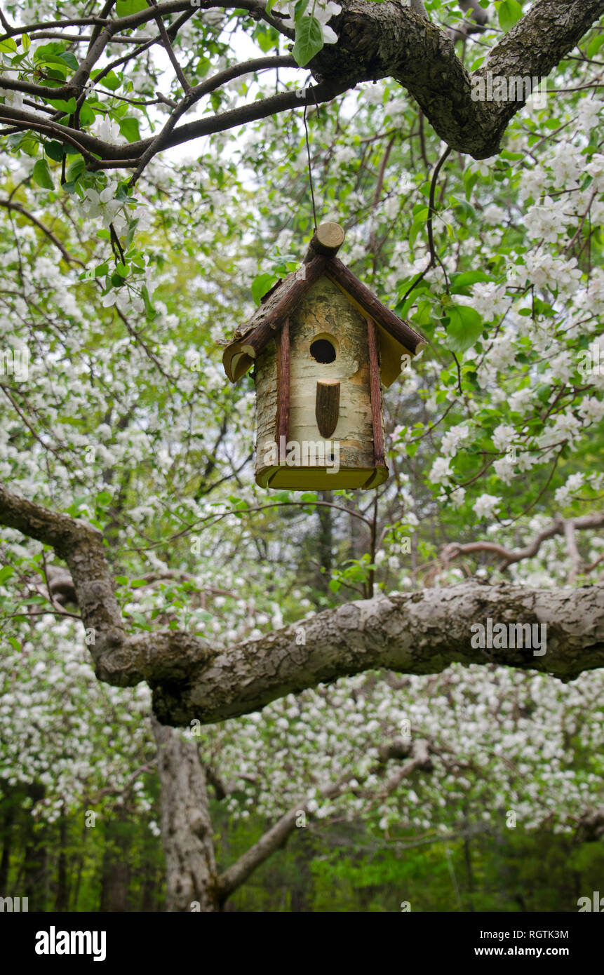 Un rustico birdhouse di betulla fatta a mano in un frutteto di mela primavera fiorente, North Yarmouth Maine, USA Foto Stock
