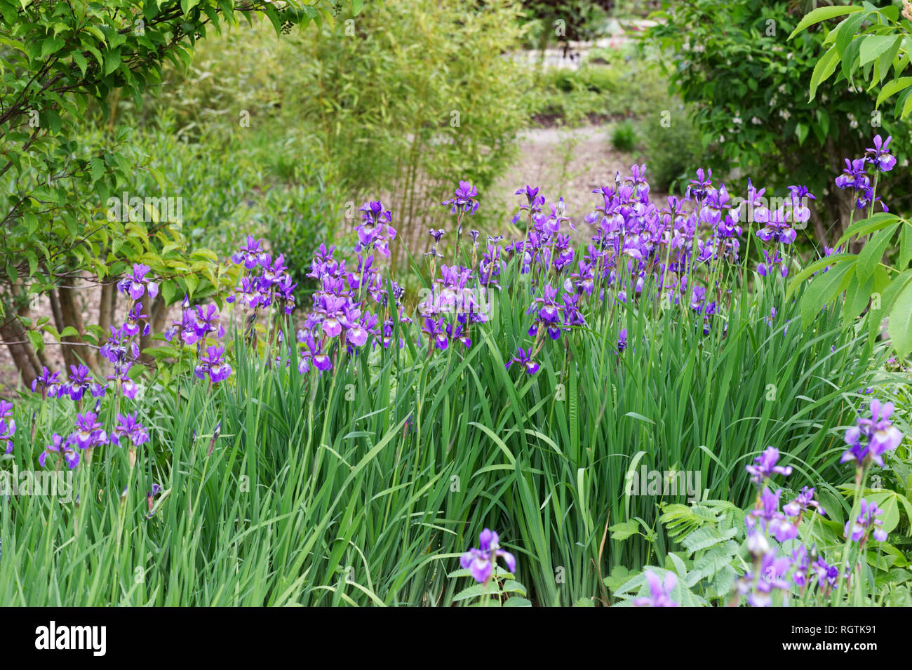 Iris Sibirica cresce ad RHS Wisley Gardens. Foto Stock