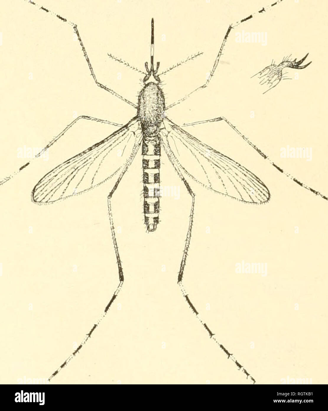 . Bollettino. Insetti; pesti di insetto; Entomologia; insetti; pesti di insetto; Entomologia. 28 dichiarazioni pubblicate come per la lunghezza della vita di ogni mos innnature- quito di qualsiasi specie. Ma queste dichiarazioni pubblicate, come precedentemente illustrato, sono state nearl}^ tutti basati su osservazioni fatte in un clima più freddo e nel mese di maggio. Remarhs su oilier sjjecies di Oulex.--lo scrittore è propenso a credere che Culex tamiorhynchu^s (fi^. 6) è più o meno specificatamente il mare- zanzariera costa del litorale atlantico; vale a dire che è la zanzara in questa parte del paese che è in grado di riprodursi e prefe Foto Stock