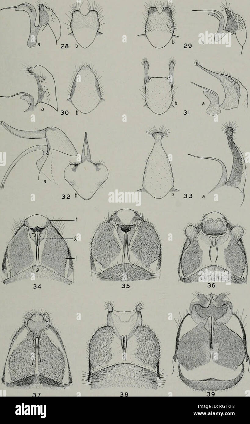 . Bollettino. Storia naturale; storia naturale. Settembre 1937 ROSS: NEARCTIC ALDER vola 65. 37 38 organi genitali esterni di Sialis Mai.f.&GT; FIP. 28.-S. itasca. Fig. 32.-S. mohri. Fig. 29.-S. velata. Fig. 33.-S. concava. Fig. 30.-S. infumata. Fig. 34.-S. itasca. Fig. 31.-S. hasta. Fig. 35.-S. velata. Abbrkvia I'lONS. -A, vista letterale ot genitali e piastre terminali; b, caiulal vista della piastra terminale; g, genitali piastra; 1, piastra laterale; t, la piastra terminale; 9, nono sternite. Fig. 36.-S. infumata. Fig. 37.-S. concava. Fig. 38.-S. hasta. Fig. 39.-S. mohri.. Si prega di notare che queste immagini vengono estratte dalla scansione Foto Stock