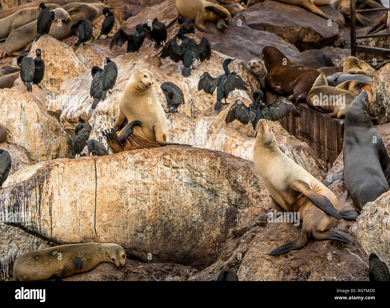 I leoni di mare e gli uccelli di mare condividono un raggruppamento di roccia di Monterey in California. Foto Stock