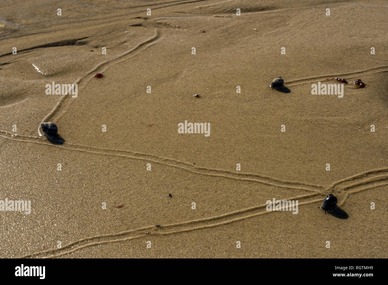 Lumache viaggiare lentamente lungo la spiaggia in Plymouth ma lasciando sentieri nella loro scia come la marea si ritira. Foto Stock