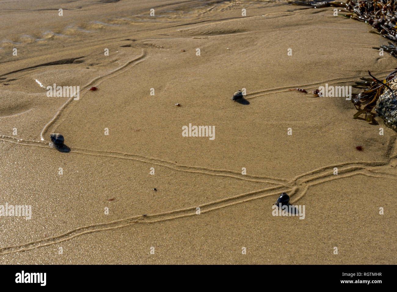 Lumache viaggiare lentamente lungo la spiaggia in Plymouth ma lasciando sentieri nella loro scia come la marea si ritira. Foto Stock