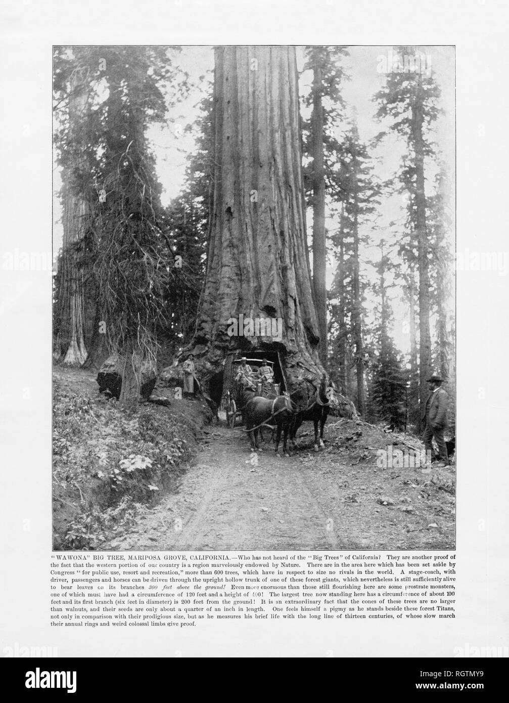 Wawona grande albero, Mariposa Grove, California, Stati Uniti, antichi fotografia americana, 1893 Foto Stock
